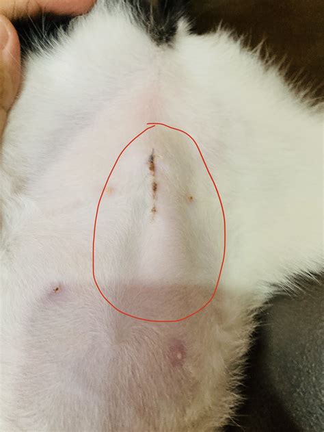 seroma cat|Cat Spay Incision Lump (What to Expect Post